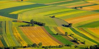 APIA a demarat autorizarea la plată a schemelor de sprijin cuplat în sectorul vegetal