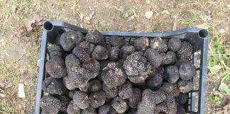 O sută de mii de euro pentru trufele din Gorj