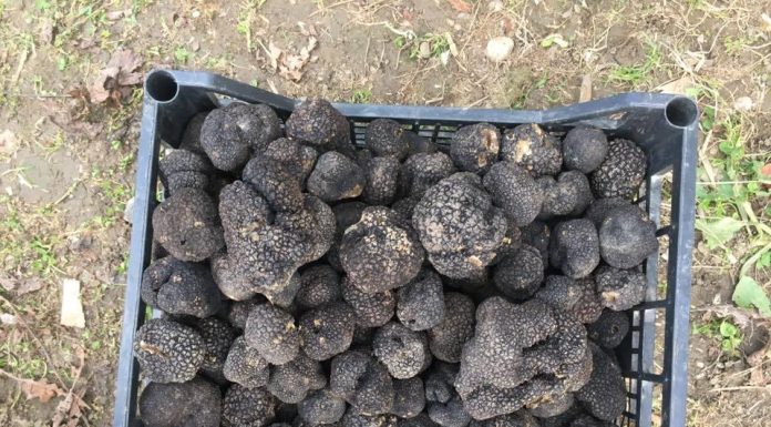 O sută de mii de euro pentru trufele din Gorj