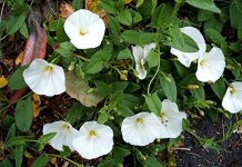 Rochița-rândunicii (Convolvulus arvensis) – beneficii şi proprietăţi