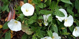 Rochița-rândunicii (Convolvulus arvensis) – beneficii şi proprietăţi