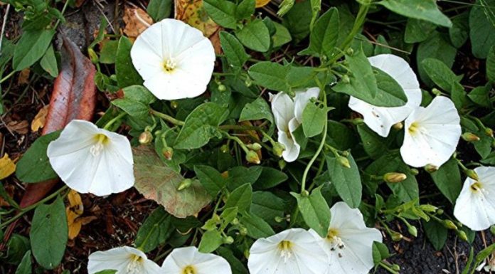 Rochița-rândunicii (Convolvulus arvensis) – beneficii şi proprietăţi