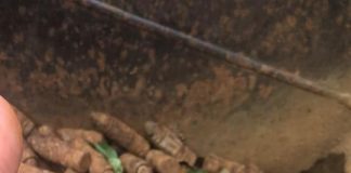 Muniţie antiaeriană, găsită pe malul Gilortului