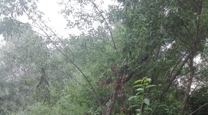 Sancțiuni de 2.000 de lei pentru depozitare ilegală de deșeuri