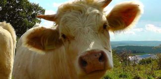 Apel trăsnit la 112! Un bărbat din Gorj a sunat să anunțe că are două vaci la care vine un bou