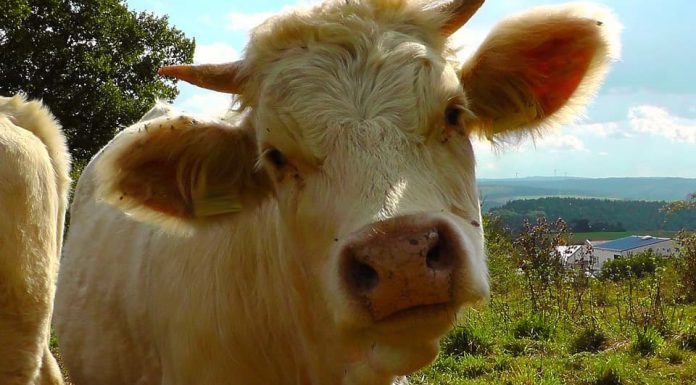 Apel trăsnit la 112! Un bărbat din Gorj a sunat să anunțe că are două vaci la care vine un bou