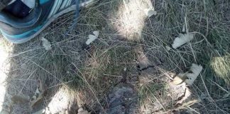 Pădurarii Ocolului Silvic Târgu-Cărbunești, acuzați că pun capcane pentru localnicii din Licurici! – Cuie și cruci din fier striat, bătute în poteci