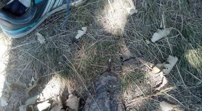 Pădurarii Ocolului Silvic Târgu-Cărbunești, acuzați că pun capcane pentru localnicii din Licurici! – Cuie și cruci din fier striat, bătute în poteci