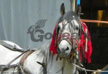 Bătaie în târgul de animale de la Drăgotești