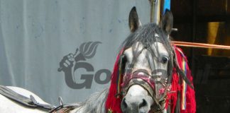 Bătaie în târgul de animale de la Drăgotești