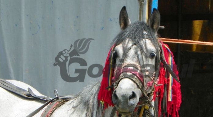 Bătaie în târgul de animale de la Drăgotești