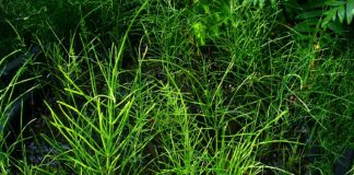 Coada-calului (Equisetum arvense) – beneficii şi proprietăţi