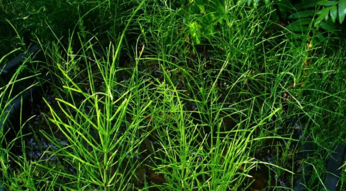 Coada-calului (Equisetum arvense) – beneficii şi proprietăţi