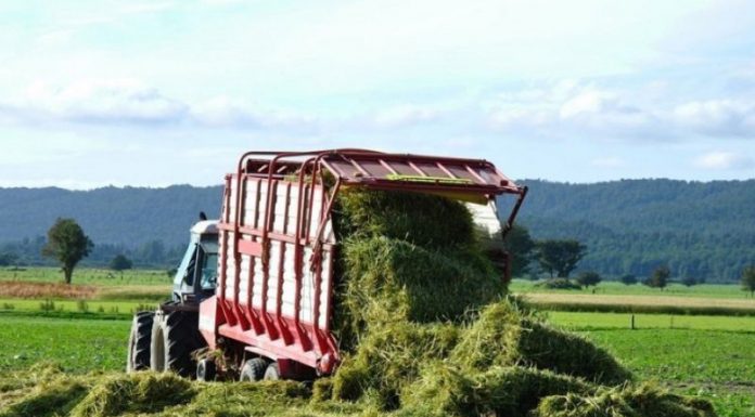 Agricultura pe înțelesul tuturor – În curând trebuie înființate noile culturi furajere perene (II)