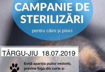 Joi, la Târgu Jiu, campanie gratuită de sterilizări pentru patrupede