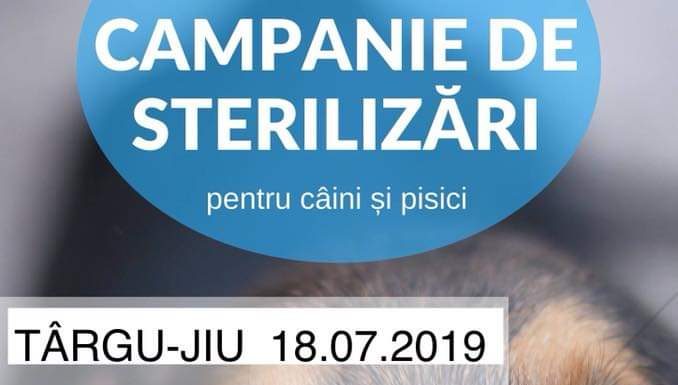 Joi, la Târgu Jiu, campanie gratuită de sterilizări pentru patrupede