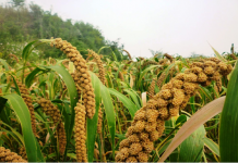 Agricultura pe înțelesul tuturor – Meiul, regele cerealelor, marginalizat pe nedrept