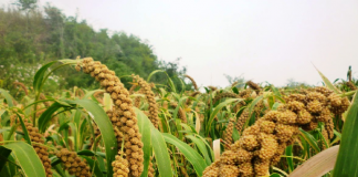 Agricultura pe înțelesul tuturor – Meiul, regele cerealelor, marginalizat pe nedrept