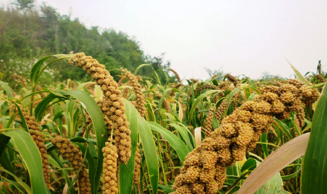 Agricultura pe înțelesul tuturor – Meiul, regele cerealelor, marginalizat pe nedrept