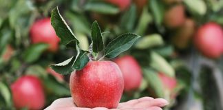 Olanda caută culegători de mere și pere, prin EURES România