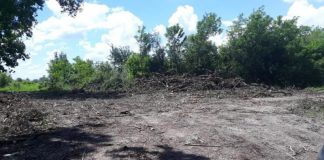 Peste 1.300 de semnături la petiția lansată pentru oprirea defrișărilor din pădurea Drăgoieni