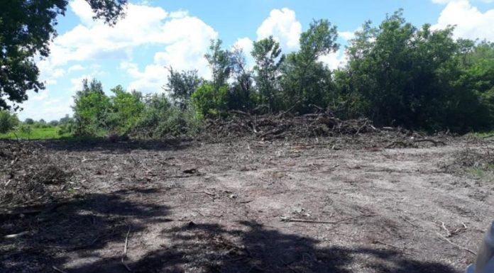 Peste 1.300 de semnături la petiția lansată pentru oprirea defrișărilor din pădurea Drăgoieni