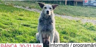 Campanie de sterilizări a patrupedelor, la Rânca