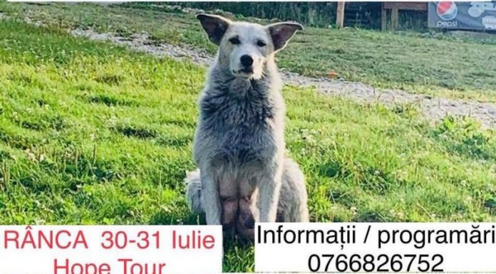 Campanie de sterilizări a patrupedelor, la Rânca