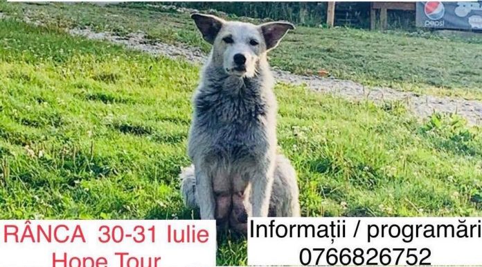 Campanie de sterilizări a patrupedelor, la Rânca