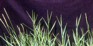 Pir (Agropyrum repens) – beneficii şi proprietăţi