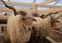 APIA efectuează plata ajutorului pentru ameliorarea raselor de animale