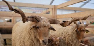 APIA efectuează plata ajutorului pentru ameliorarea raselor de animale