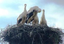 OBSERVATORUL ESTIVAL – „Juniorii” se antrenează