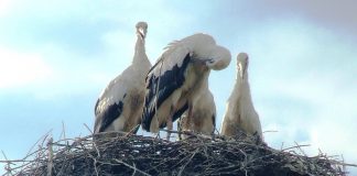 OBSERVATORUL ESTIVAL – „Juniorii” se antrenează