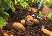 Agricultura pe înțelesul tuturor – Dăunătorii cartofilor