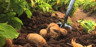 Agricultura pe înțelesul tuturor – Dăunătorii cartofilor