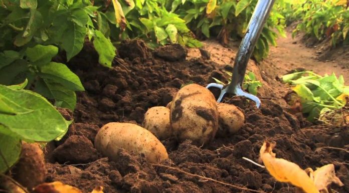 Agricultura pe înțelesul tuturor – Dăunătorii cartofilor