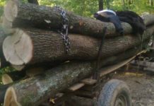 Amendat pentru lemnele din căruță