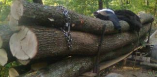 Amendat pentru lemnele din căruță