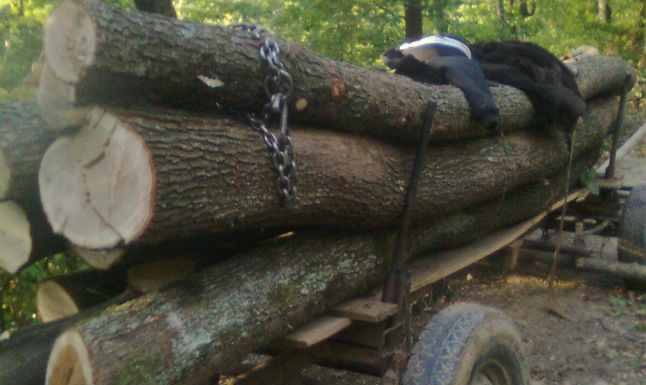 Amendat pentru lemnele din căruță
