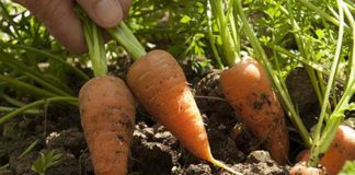 Agricultura pe înțelesul tuturor – Bolile și dăunătorii morcovului