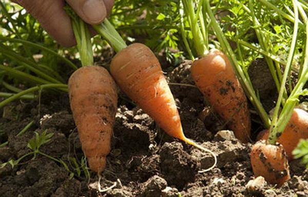 Agricultura pe înțelesul tuturor – Bolile și dăunătorii morcovului