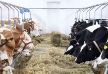 ANSVSA: Măsuri pentru protejarea animalelor