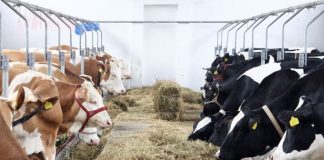 15.000 de euro pentru fermele mici