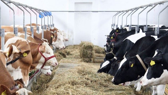 ANSVSA: Măsuri pentru protejarea animalelor