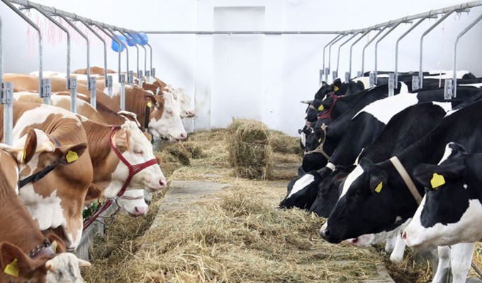 ANSVSA: Măsuri pentru protejarea animalelor