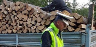 Transport ilegal de lemn, oprit pe drumul forestier Pârgavu