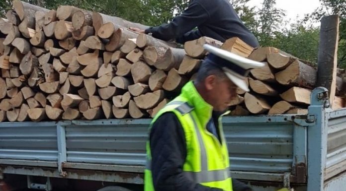 Transport ilegal de lemn, oprit pe drumul forestier Pârgavu