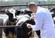 Se caută medici veterinari în Gorj