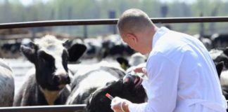 Se caută medici veterinari în Gorj